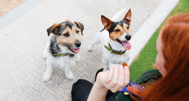 📢The 2022 <a href="/DogsTrust/">Dogs Trust 💛🐶</a> Canine Welfare Grant applications are open! Researchers must be associated with an academic institution &amp; projects should aim to positively impact dog welfare. Preliminary applications due 9 June 2022🗓️ For more info head here 👉tinyurl.com/bd9r3wvn