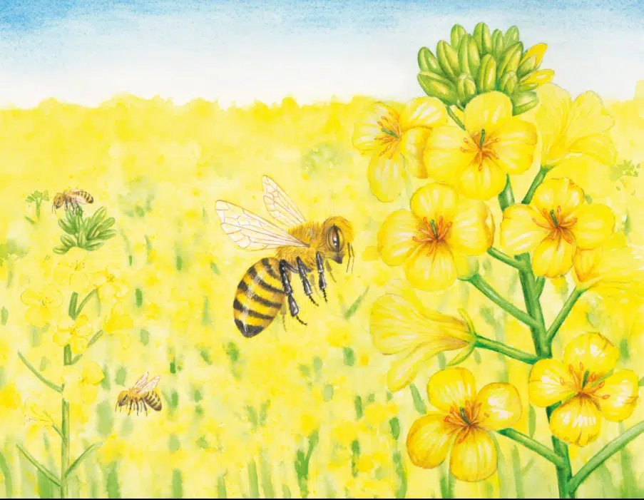 NewquayZoo's tweet photo. 🐝We're absolutely buzzing that it's #WorldBeeDay today!🐝

To celebrate, there will be live readings of the latest @wildtribeheroes bee-themed book, Ziggy's Frightening Flight at Newquay Zoo on Sunday 22 May: https://t.co/2QYuhGTXsV

#springintonature #everyactionmatters https://t.co/Be2gQ25enu