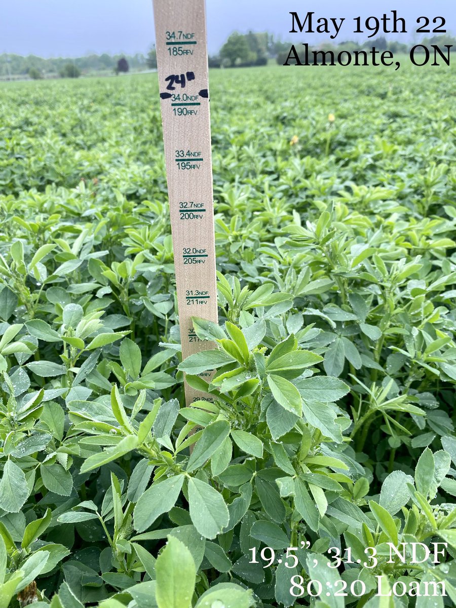 2 fields in #Almonte, planted the same 80:20, different seed companies. Both 19” today @ 31.3% NDF PEAQ. Goals on this 🐄 farm are ⬆️ digestibility w dry hay available, we are aiming for 24”-30” (max). Looks like next weekend we may be there🤞 #PurinaProactiv #Hay22 #OttawaValley