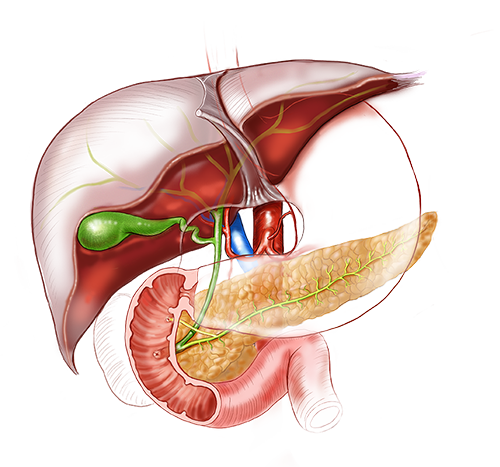 websurg's tweet photo. FOCUS ON LIVER AND PANCREAS SURGERY

Watch 7 new videos in liver and pancreas surgery for advanced practitioners this month: https://t.co/iESPFy7TH5

Contributions were submitted by members from Argentina, Brazil, Chile, France, and India.

#pancreaticsurgery #pancreas https://t.co/STnzxewplU
