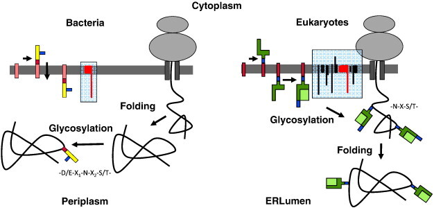 badglycans tweet media