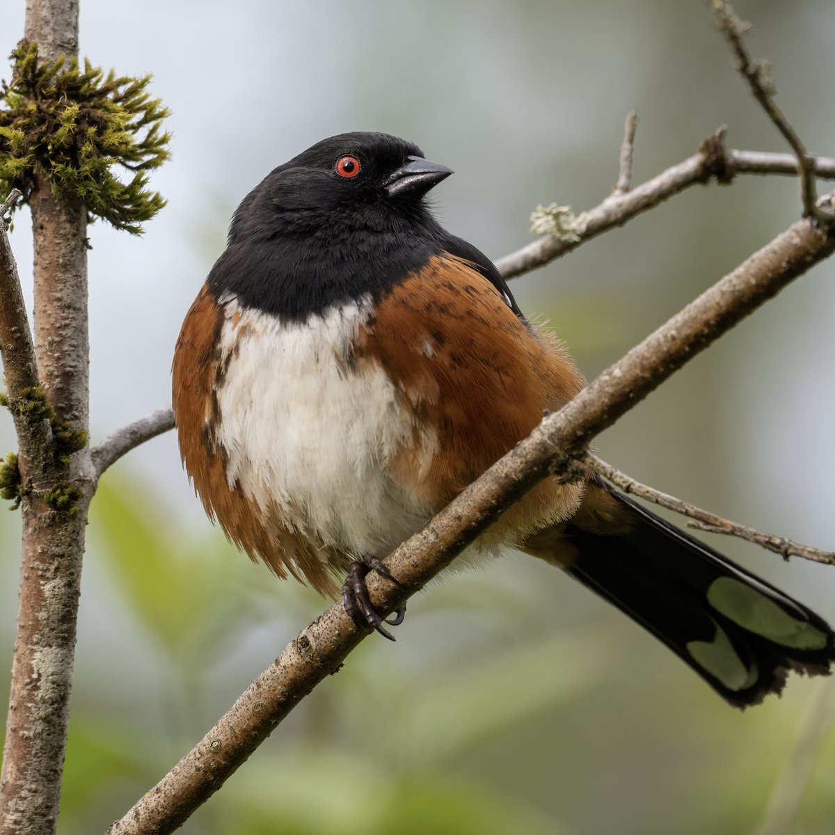 Spotted towhee 🤎 love hearing these guys rustling through the leaf litter. That red eye though!!  

#spottedtowhee #birds #birdphotography #twitternaturecommunity
