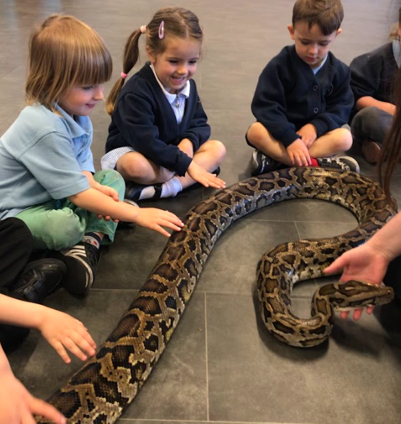 Grazebrook_Pri's tweet image. We had some special visitors in Nursery today 🐍🕷️ #NWFed #EYFS #Nursery