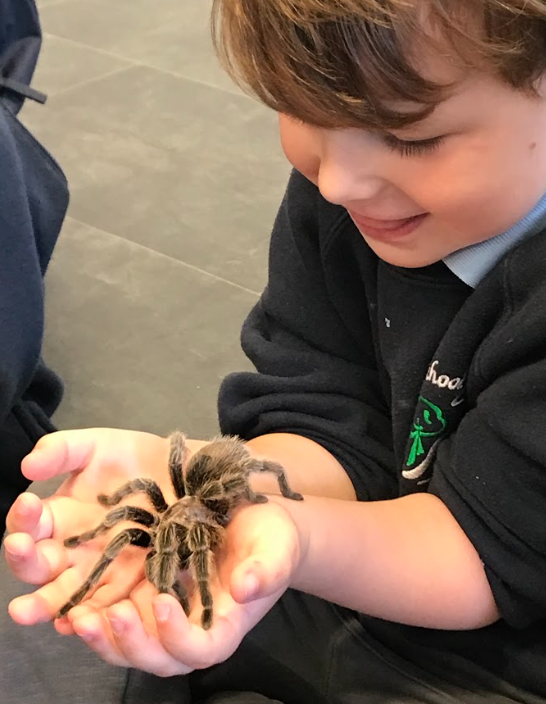 Grazebrook_Pri's tweet image. We had some special visitors in Nursery today 🐍🕷️ #NWFed #EYFS #Nursery