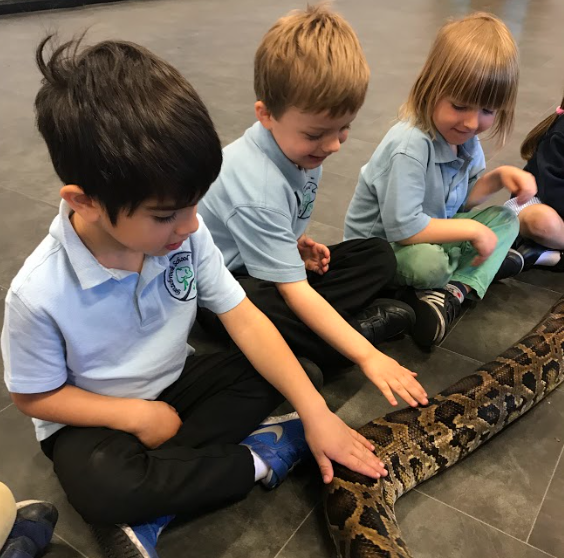 Grazebrook_Pri's tweet image. We had some special visitors in Nursery today 🐍🕷️ #NWFed #EYFS #Nursery