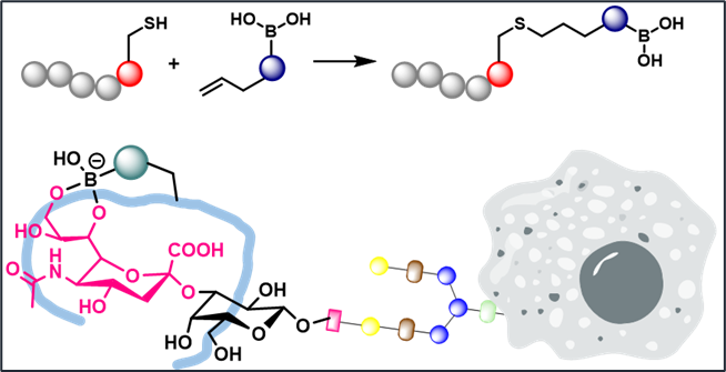saurav_chem's tweet photo. A small contribution from @AB_IITRPR lab:
Capturing sialyl-glycan via a site-selective installation of boronic acid repertoire in peptides | ChemRxiv https://t.co/UL2wPXlFby 
#boronopeptide #glycanrecognition #boronicacid #thiolene
Happy reading 😃 https://t.co/ry4i2IxG3W