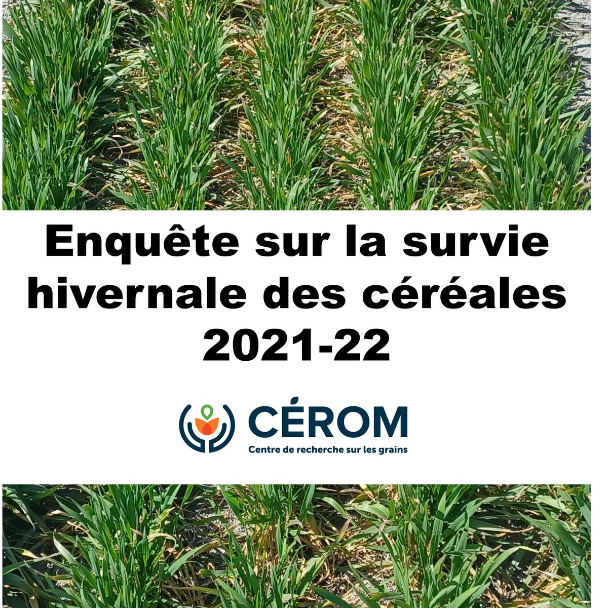 Vous êtes producteur de céréales d'automne au Québec ? Le CÉROM réalise une enquête sur la survie hivernale afin de mieux orienter nos recherches sur ce thème ! 

forms.gle/R18iEri7mxqy2S…