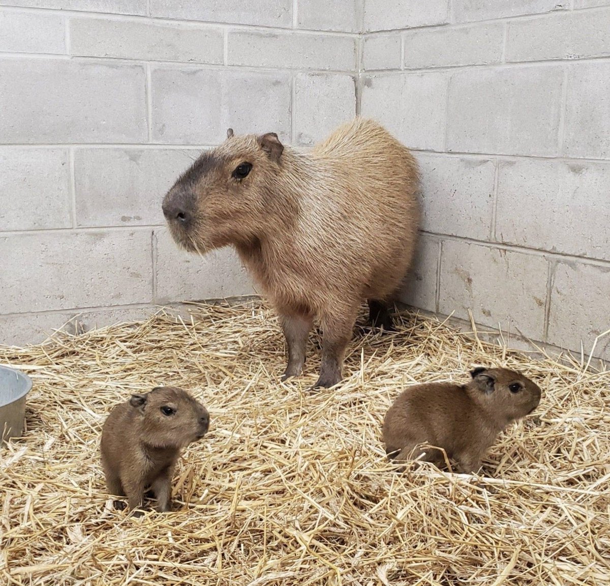 mother capybara + 2 babybaras