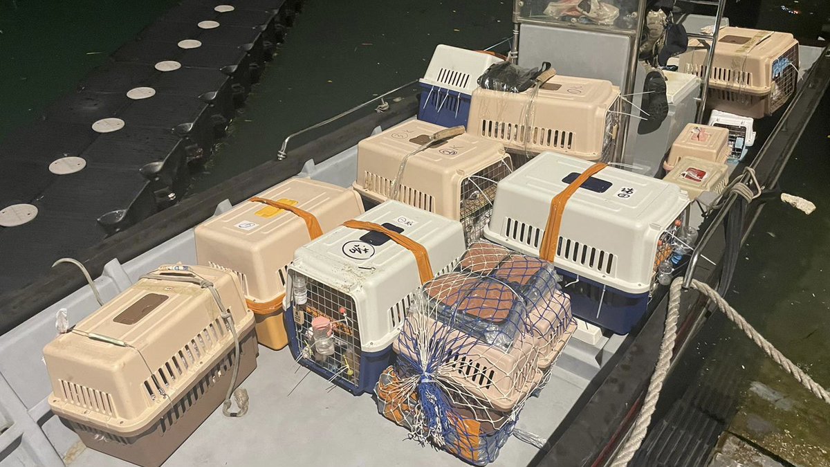 hkpoliceforce's tweet photo. #ZeroTolerance for #AnimalAbuse| A man was ARRESTED in a joint operation by #HKPF+#HK #CustomsAndExcise on suspicion of #AnimalCruelty etc.—smuggled 136🐈+🐕 by🚤. All animals were safe & sound when found. Cruelty to #Animals—MAX. 3 YEARS in jail+HK$200K fine
#ProtectAllAnimals https://t.co/OyEbNo3d2O