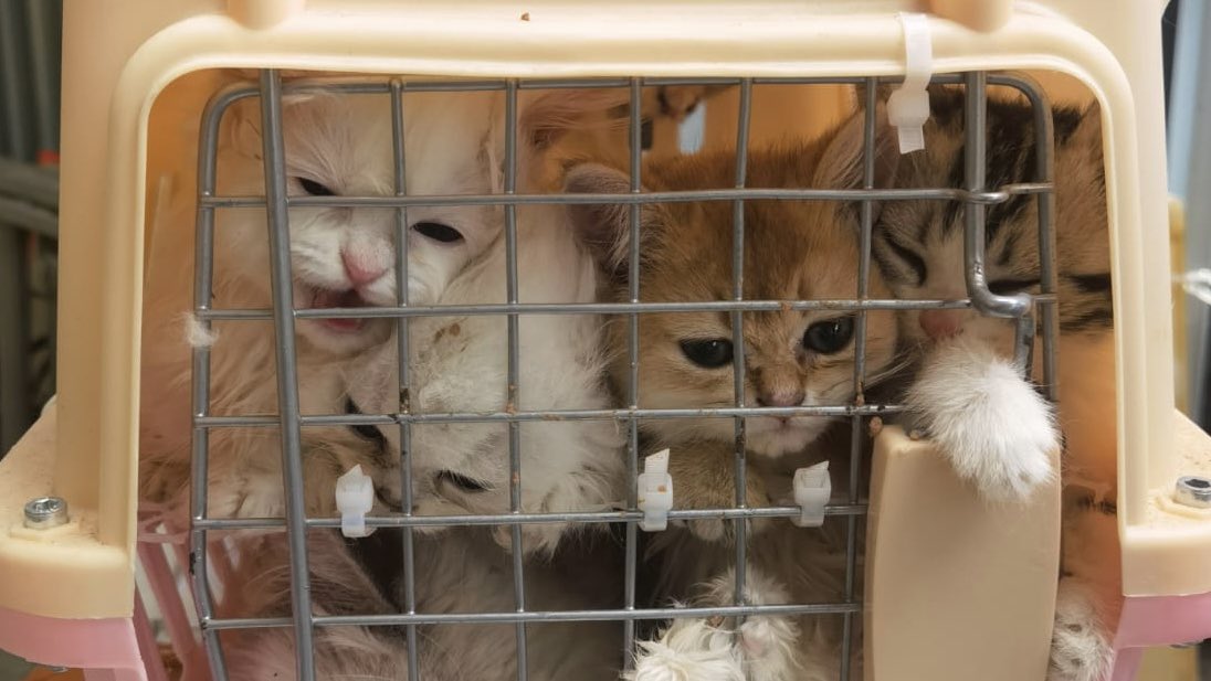 hkpoliceforce's tweet photo. #ZeroTolerance for #AnimalAbuse| A man was ARRESTED in a joint operation by #HKPF+#HK #CustomsAndExcise on suspicion of #AnimalCruelty etc.—smuggled 136🐈+🐕 by🚤. All animals were safe & sound when found. Cruelty to #Animals—MAX. 3 YEARS in jail+HK$200K fine
#ProtectAllAnimals https://t.co/OyEbNo3d2O