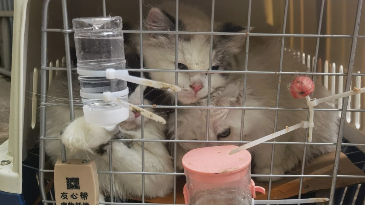 hkpoliceforce's tweet photo. #ZeroTolerance for #AnimalAbuse| A man was ARRESTED in a joint operation by #HKPF+#HK #CustomsAndExcise on suspicion of #AnimalCruelty etc.—smuggled 136🐈+🐕 by🚤. All animals were safe & sound when found. Cruelty to #Animals—MAX. 3 YEARS in jail+HK$200K fine
#ProtectAllAnimals https://t.co/OyEbNo3d2O
