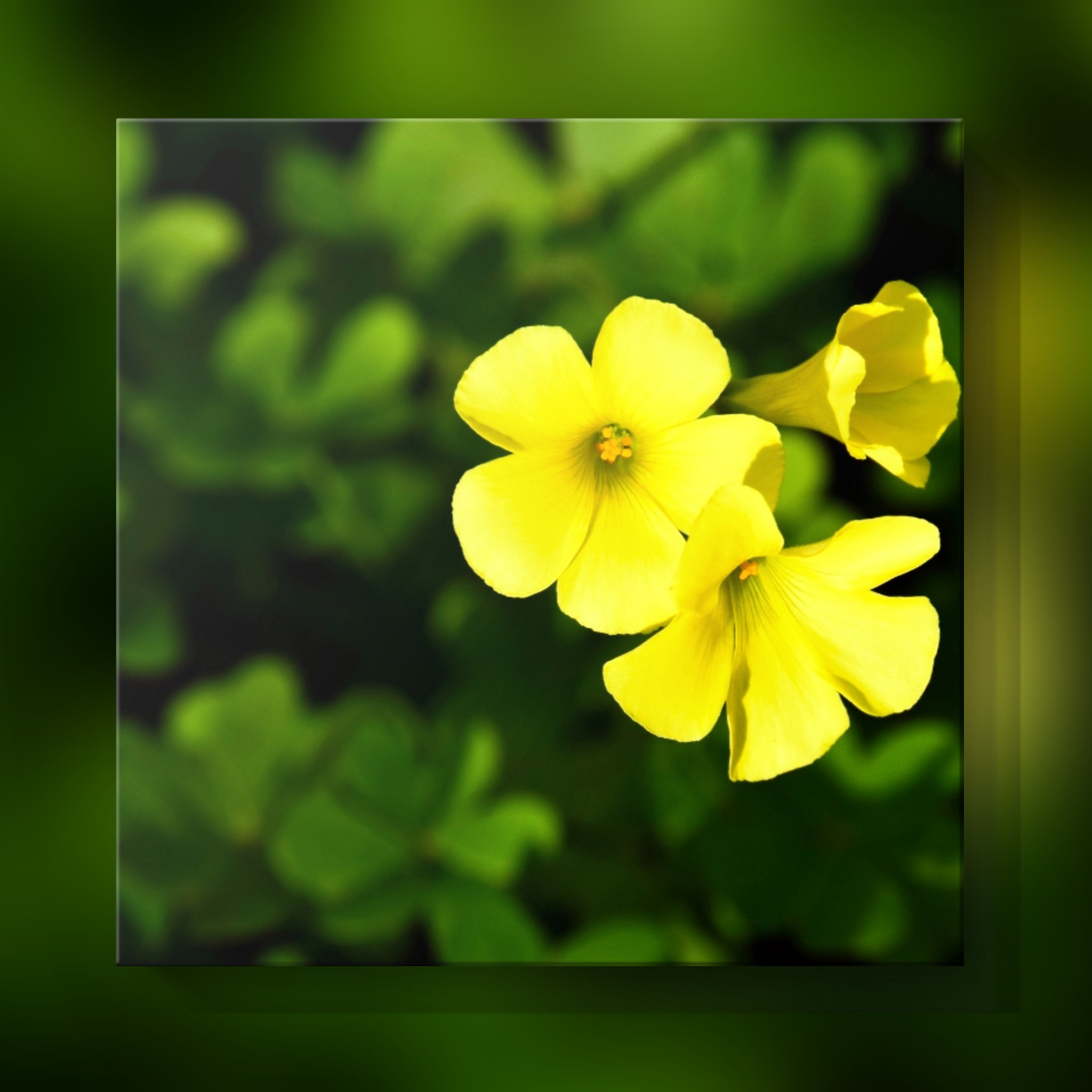 チョコ ᕷ 5053 おはチョコです 5月日 金 今日の誕生花は カタバミ 花言葉 喜び 輝く心 いつも Rt いいね リプ ありがとうございます 皆さま 素敵な1日を ﾟ おは戦405mk