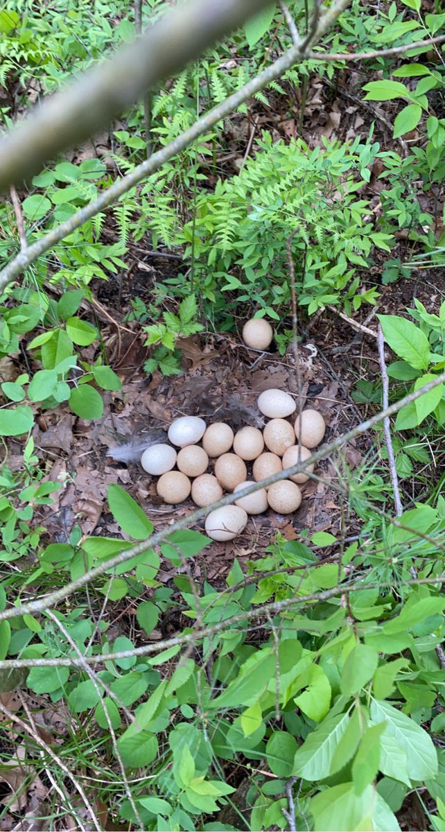 Was deploying an ARU the other day and found a Turkey nest with a grand total of…… 17 eggs!