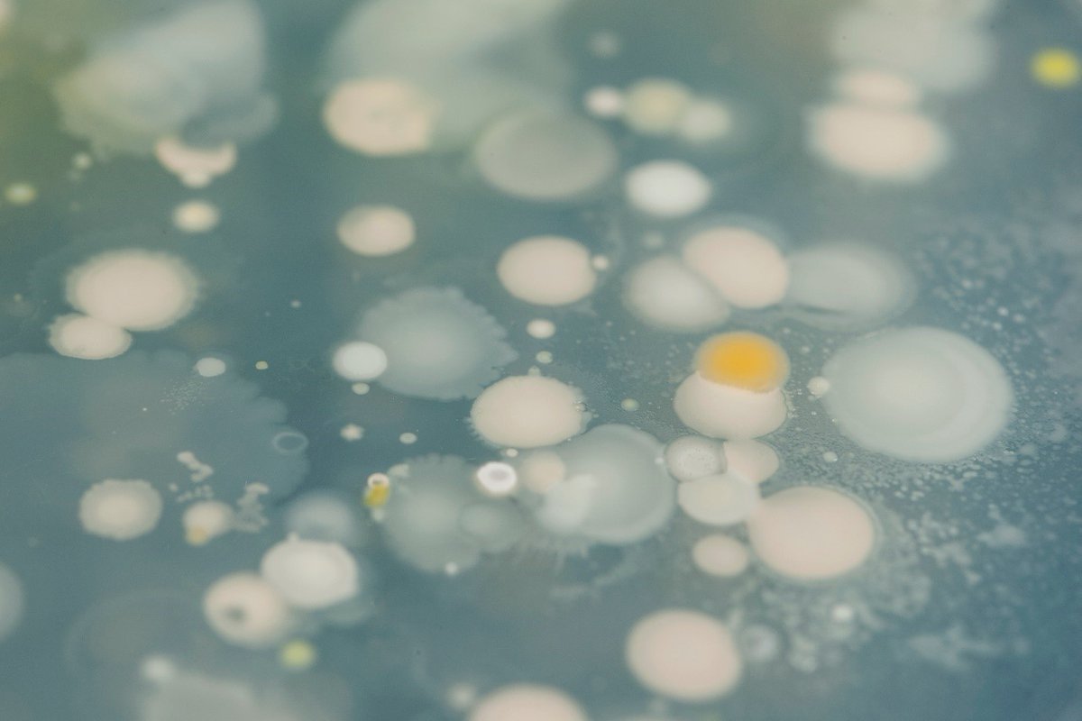 ENVISIONDTP's tweet photo. “Identifying cereal killers’ accomplices; investigating endosymbiont roles in host environmental adaptability” 8-week paid Research Experience Placement for an UG student at @Rothamsted with @ApanguPhill Details, eligibility and how to apply here; https://t.co/qd3pstgFRC https://t.co/kSKVH2KNgY