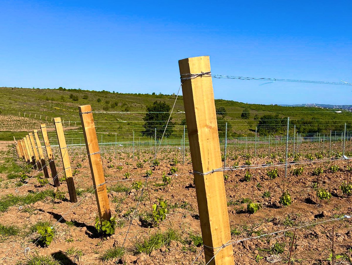 We can’t get enough of our #urban #vineyard iniasi 🍷☀️🍇