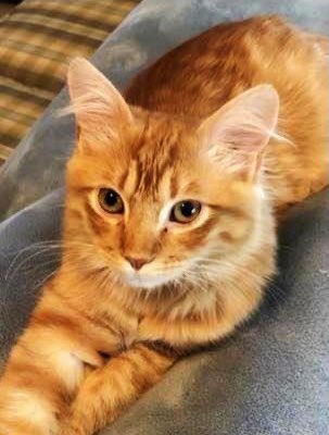 TNProverbs1210's tweet photo. Milo came to us with a fractured leg. He had surgery to repair the fracture. He has healed nicely and is looking for his forever home. Milo is really smart, full of energy and loves to play.
Read more about him here:
https://t.co/yChNaHyqSN
#kittensoftwitter #LifeguardsAtWork https://t.co/M4yf7l9Kfw