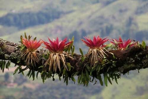 JorgeRescala's tweet photo. Las plantas epífitas son aquellas que crecen sobre otras plantas o árboles, usándolos como hospederos, pero sin considerarse parásitos. Obtienen nutrientes y agua de la materia orgánica que se acumula en las ramas y de la lluvia. https://t.co/N61XGSK80S
