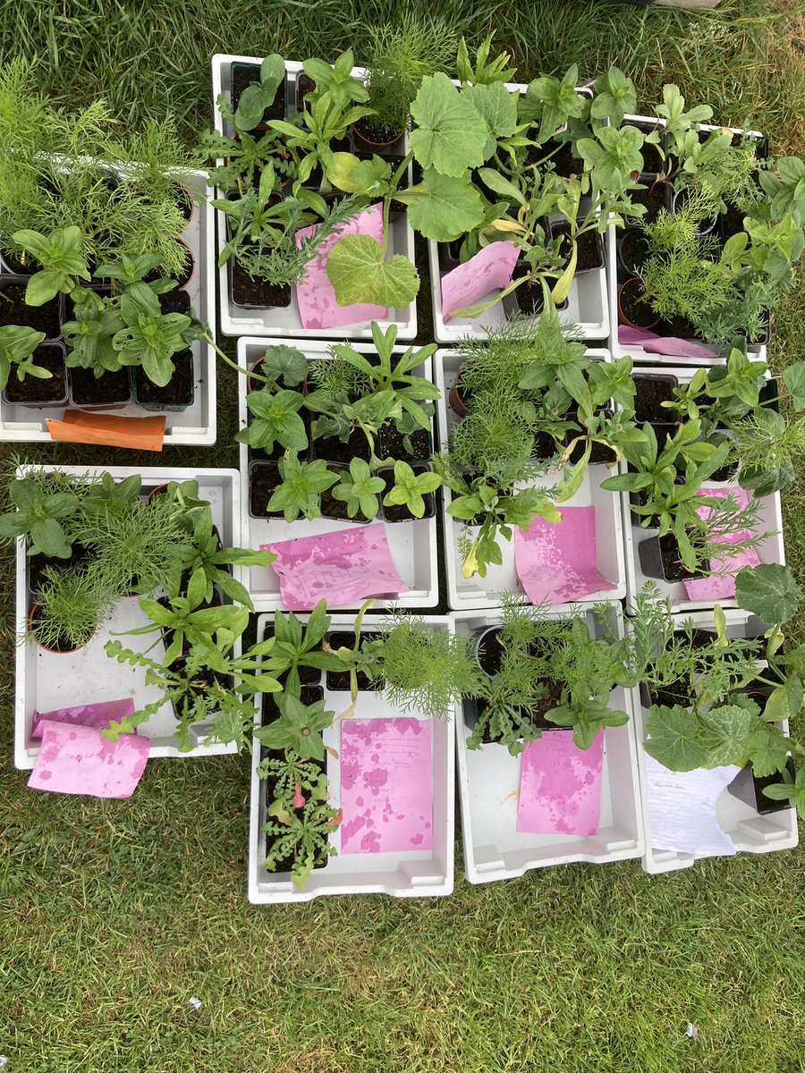 SJL Ecoschools tweet media