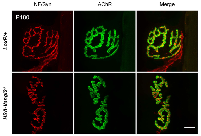 scisignal's tweet photo. The protein Vangl2 in muscle supports the development and maintenance of neuromuscular junctions by activating Wnt2, clustering #acetylcholine receptors, and amplifying synaptic signaling, shows the @LStrochlic lab. @JulienMesseant @Inserm #Physiology https://t.co/xygNvgLwx6 https://t.co/R6r4V3xGce