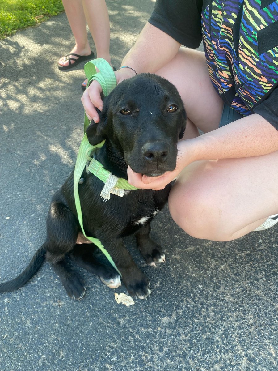 lydia_doss's tweet photo. Hey @zachlanebryan wanna name the dog my boyfriend and I rescued? She’s a huge fan #americanheartbreak https://t.co/M6lJw4WtmO