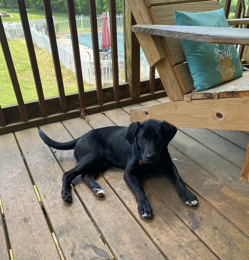 lydia_doss's tweet photo. Hey @zachlanebryan wanna name the dog my boyfriend and I rescued? She’s a huge fan #americanheartbreak https://t.co/M6lJw4WtmO
