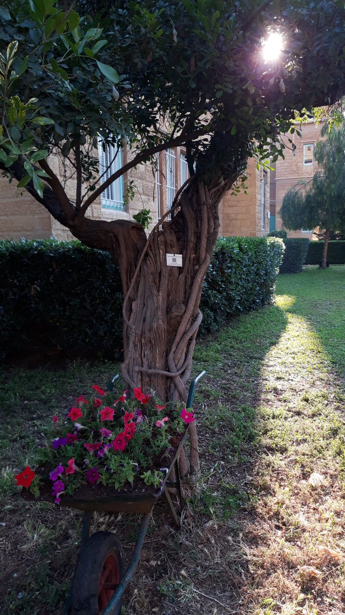 alice_recho's tweet photo. Little piece of heaven from @AUB_Lebanon. Always. https://t.co/syUfiXHA59