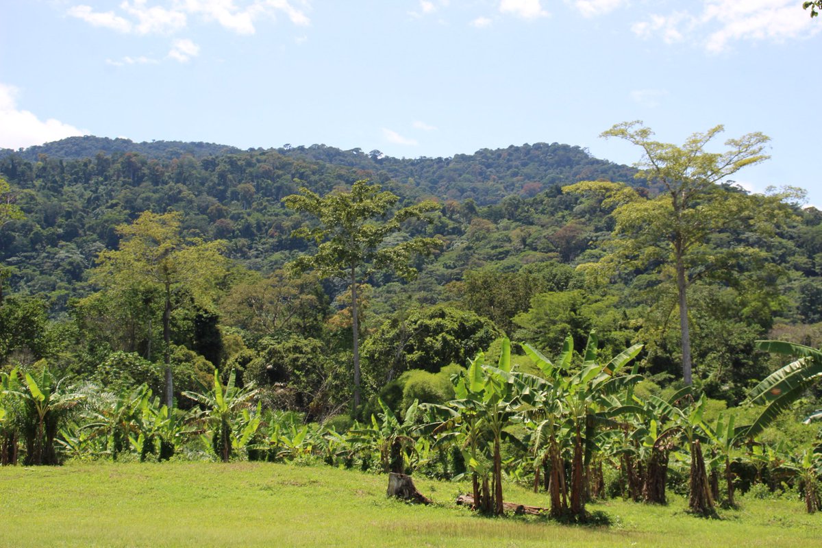 EssiYann's tweet photo. Beautiful landscape captured at Bidjouka village in Southern Cameroon#nature#landscape#forest https://t.co/6KTCOf4pdO