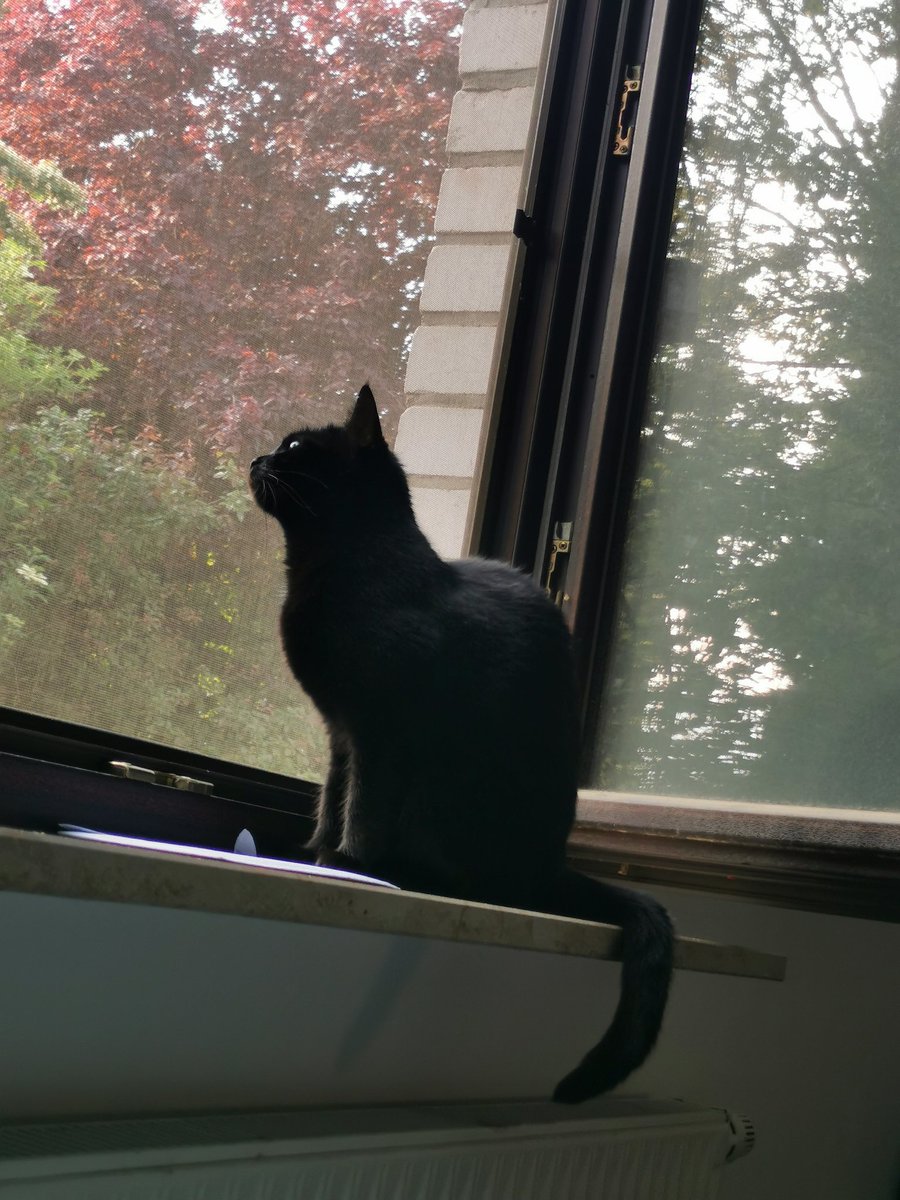 Meine beiden schwarzen Monster sind heute 5 Jahre alt geworden. 🥰🥳