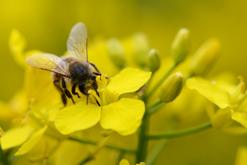 LEAF_Farming's tweet photo. It's #WorldBeeDay2022 🐝🌏🎉👏

Agriculture, horticulture &amp; farm management practices can have a huge influence on the number &amp; behaviour of pollinators.  

Here's some practical &amp; cost effective ways for farmers to make a difference. 🐝🌏💪
#integrated

👉https://t.co/BH6QdaJh1B https://t.co/8TWA0Xfr5h