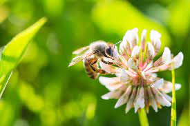 LEAF_Farming's tweet photo. It's #WorldBeeDay2022 🐝🌏🎉👏

Agriculture, horticulture &amp; farm management practices can have a huge influence on the number &amp; behaviour of pollinators.  

Here's some practical &amp; cost effective ways for farmers to make a difference. 🐝🌏💪
#integrated

👉https://t.co/BH6QdaJh1B https://t.co/8TWA0Xfr5h