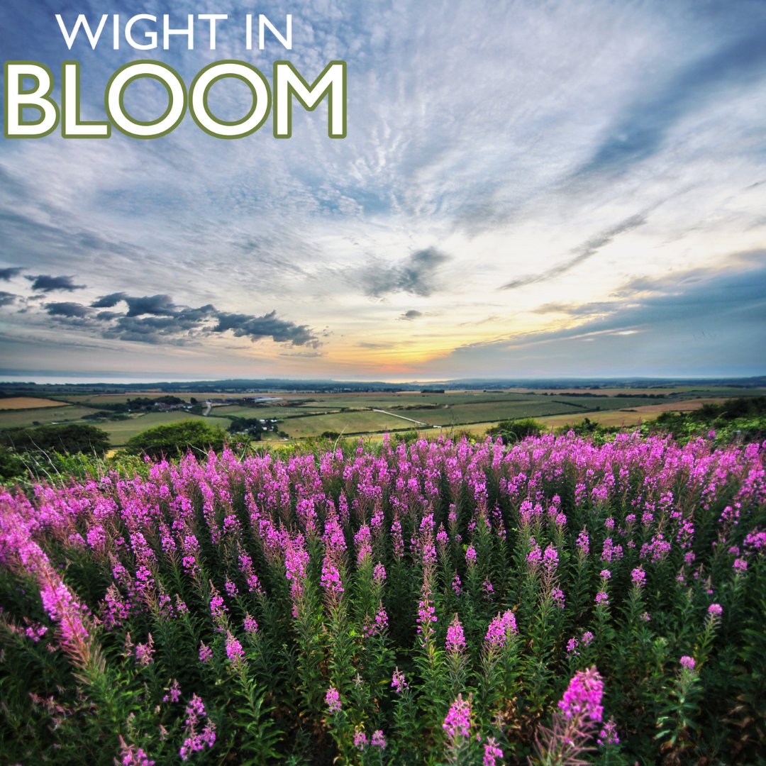 Have you heard the news? Wight in Bloom is back. There is a category for every garden. Click here to enter:
surveymonkey.co.uk/r/Wight-in-Blo…
#iwnews #wightinbloom