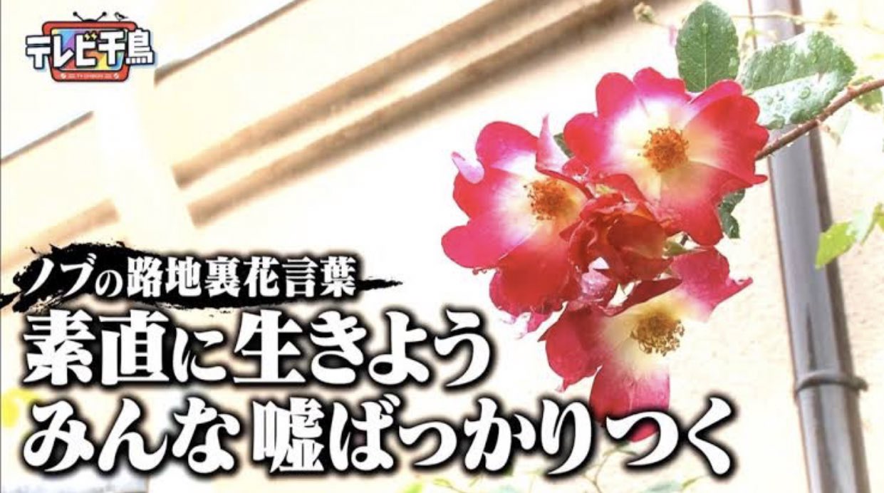 テレビ千鳥 まとめ ノブの花言葉2 テレビ千鳥 T Co Gehyuakcj4 Twitter