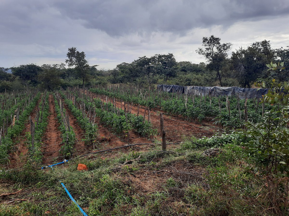 FarmMountview tweet picture