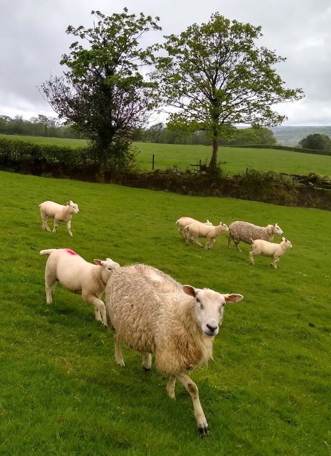 FlockHealth's tweet photo. Fantastic engagement from all our @FarmingConnect farmers - series of mtgs applying #FivePointPlan to combat #lamesheep & learning some great #grassgrowingtips at the same time!
Great job @PhillipaFarmVet Tom & @MJonesTrefnant https://t.co/IE1KHC5TRs