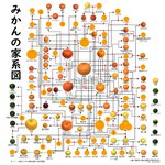 日々の柑橘ライフの充実に？みかんの家系図が完成!