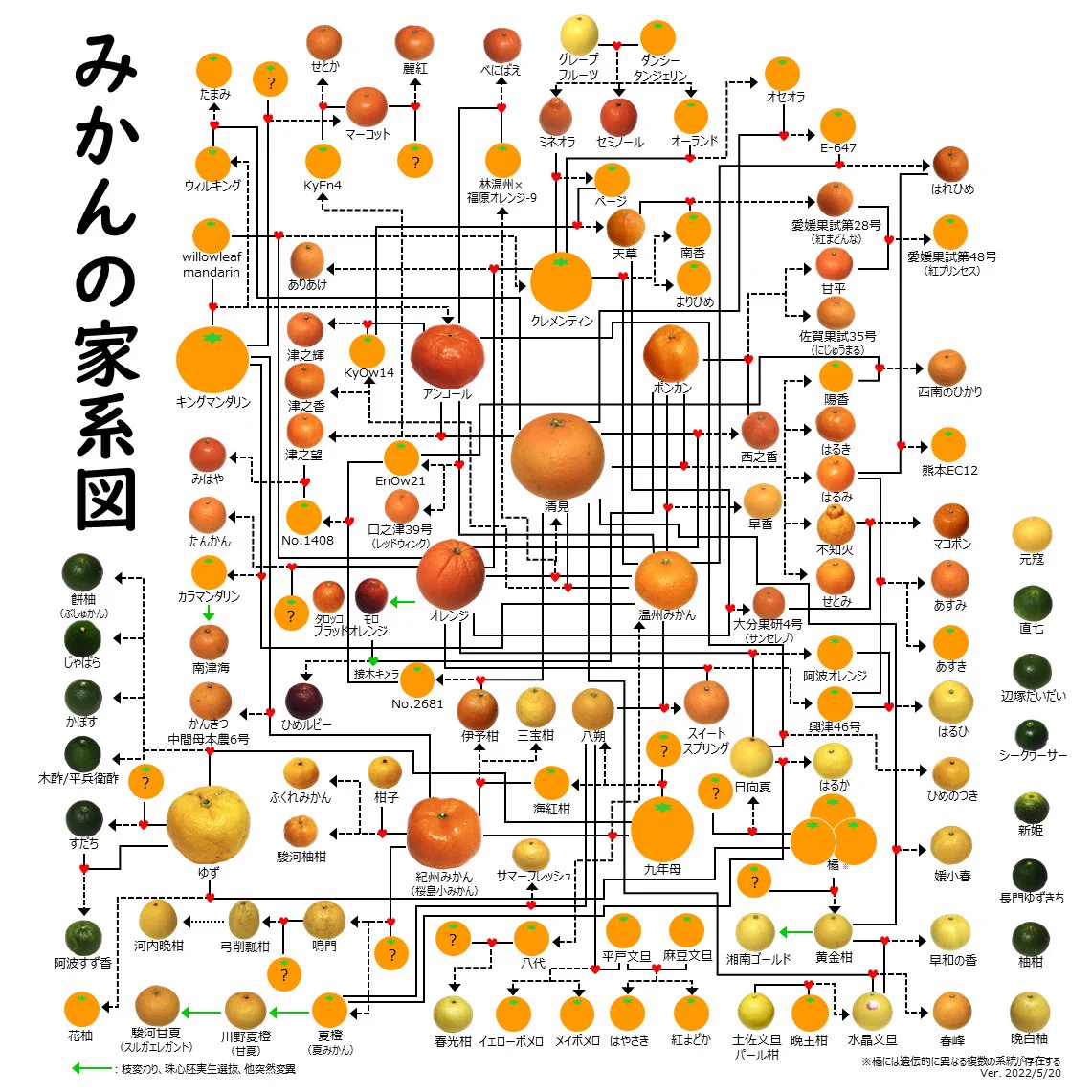 日々の柑橘ライフの充実に？みかんの家系図が完成！