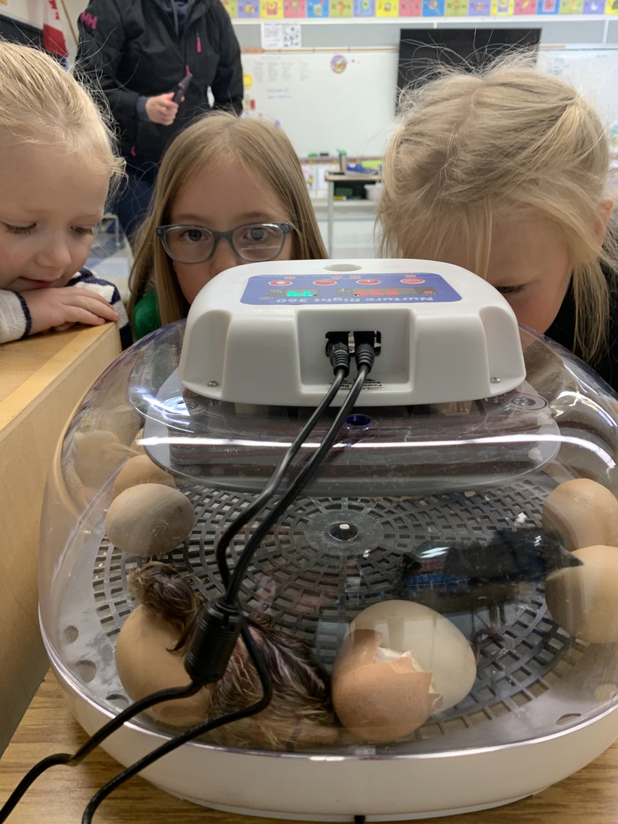 The chicks are hatching! Egg-citing times at <a href="/GWSmithSchool/">G W Smith School</a> @RDPSchools