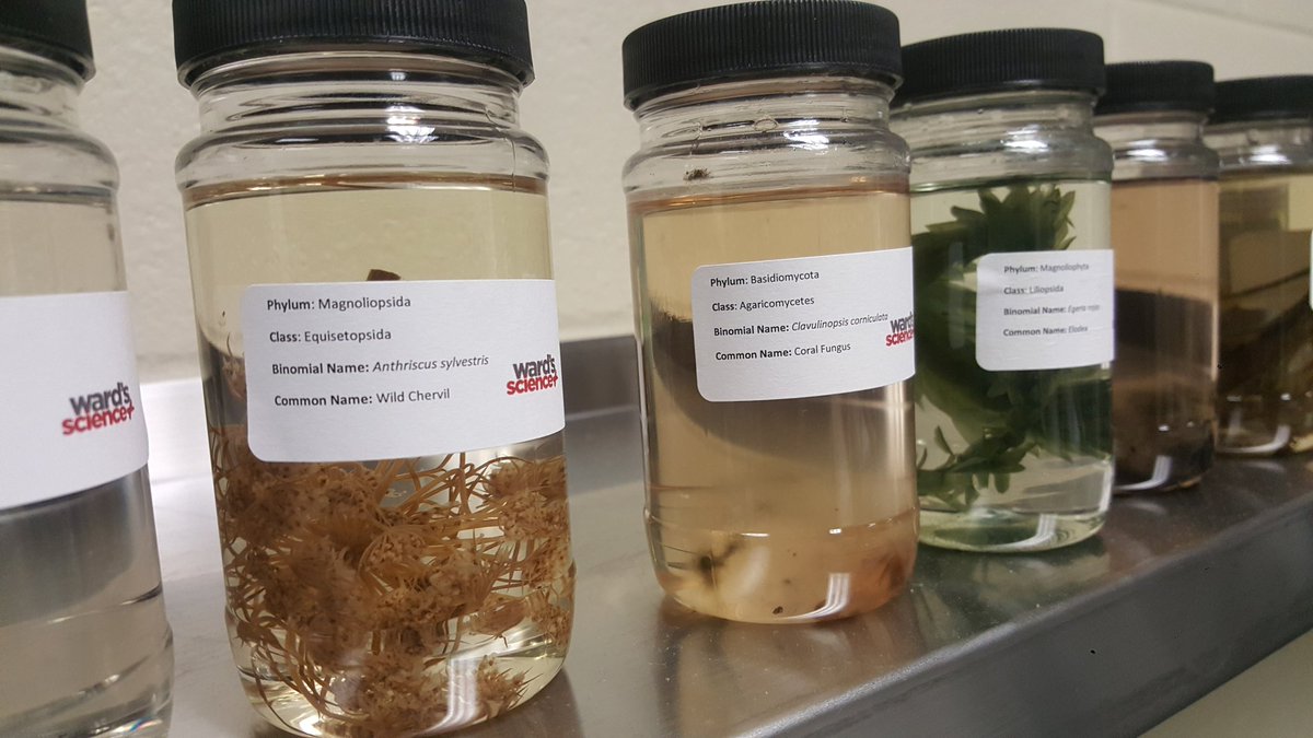 hsilentman's tweet photo. Water quality work at @westerndakota using channel catfish and koi for nutrient rich water for aquaponics. #SouthDakota https://t.co/9Puc502zPb