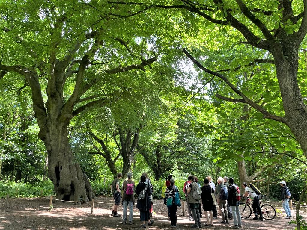 tree_myco_man's tweet photo. Our first post pandemic guided walk at Hampstead for the Urban Tree Festival. (last one was 2019) Looking at some of our sites most interesting trees, veteran tree management, compaction, invasive pests &amp; diseases,  the wider fungal and saproxylic ecology and succession. https://t.co/8V1KAzNVTf