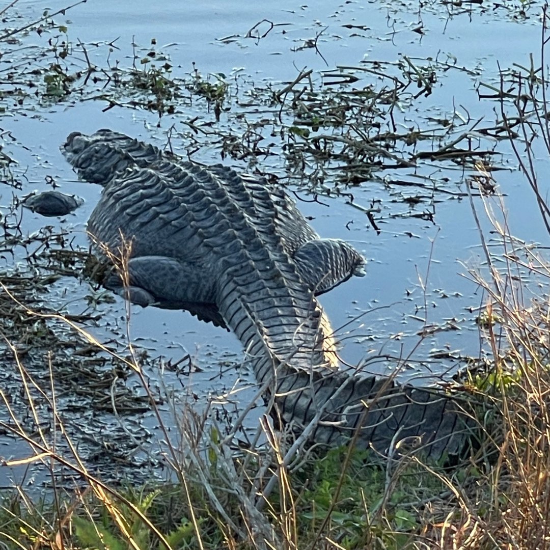 sustainableuf's tweet photo. Over this upcoming summer, you should spend your time exploring the beauties of Gainesville. Let us take a #GlimpseintoGainesville at Sweetwater Wetlands Park! Sweetwater has many Ranger-led tours and events like a sunrise walk at the wetlands, plants & poetry walks, and more! 🐊 https://t.co/VOcg39h2o4