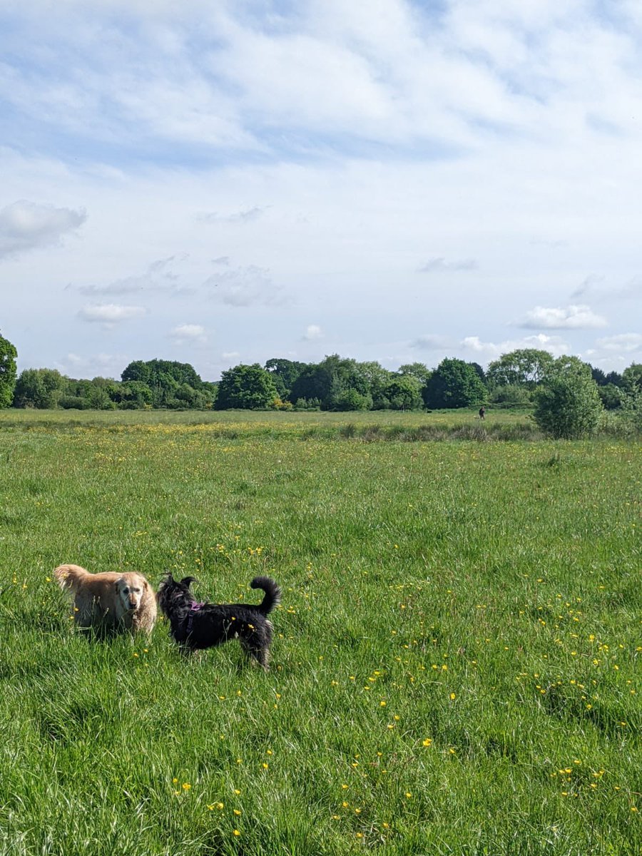 HeathlandHounds's tweet photo. Lovely group walk at #HeatherFarm today to celebrate #WildAboutWoking
Lots of zoomies in cool lush grass followed by refreshing dips in the river and ponds. Perfect 😀
#GreenspaceOnYourDoorstep
@wokingcouncil
@TBHPartnership https://t.co/bBZxexSkhG