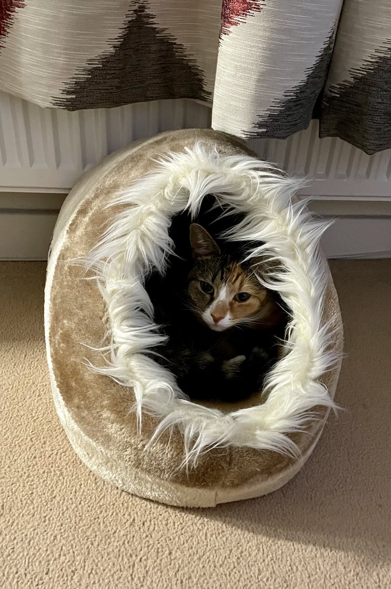 MrsWallis09's tweet photo. @annamercer_ Louise says hi! ❤️ 🐾🐾 https://t.co/IyLVos5kpL