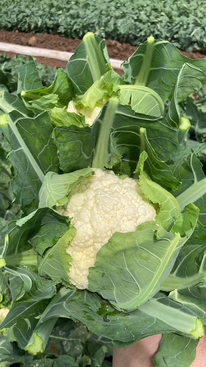 GrainneMeade's tweet photo. And just like that the next season rolls in! #openday #britishbroccoli #newseasoncauliflower #vegetables #supportbritishfarmers #britishproduce #vegfarming #lincolnshire #horticulture #agriculture #shoplocalproduce #britishgrowers #food #dinner #farming #farmers https://t.co/7haov9TkVI