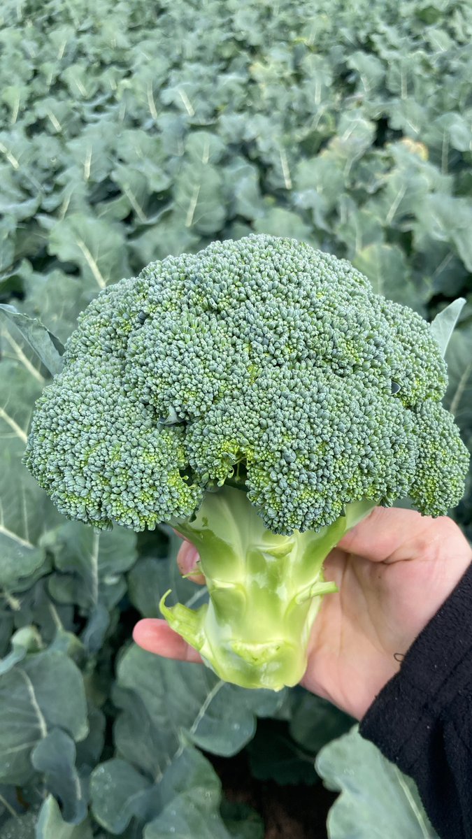 GrainneMeade's tweet photo. And just like that the next season rolls in! #openday #britishbroccoli #newseasoncauliflower #vegetables #supportbritishfarmers #britishproduce #vegfarming #lincolnshire #horticulture #agriculture #shoplocalproduce #britishgrowers #food #dinner #farming #farmers https://t.co/7haov9TkVI