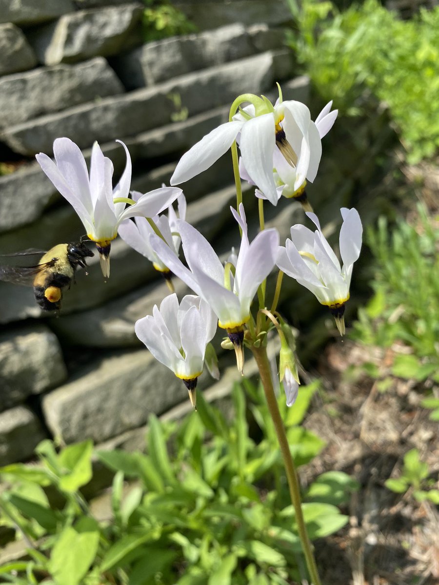 labOutdoors's tweet photo. A bumblebee paid a visit to the Outdoor classroom today, back legs loaded with pollen from the Shooting Star flowers. https://t.co/KtRzjCeYXA
