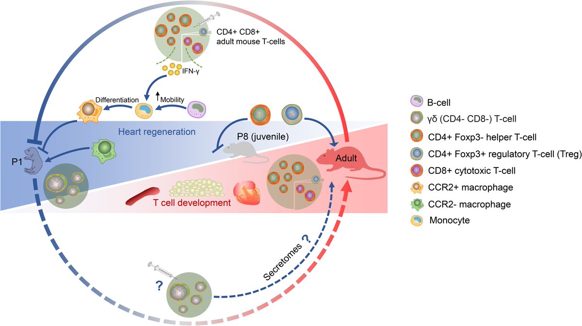 T cells: a ‘hidden corner’ to be explored for treating heart failure...

academic.oup.com/eurheartj/adva…

#Tcell #inflammation #HF #regeneration #AMI #healing #cardiotwitter <a href="/escardio/">European Society of Cardiology</a>  <a href="/ESC_Journals/">European Society of Cardiology Journals</a>