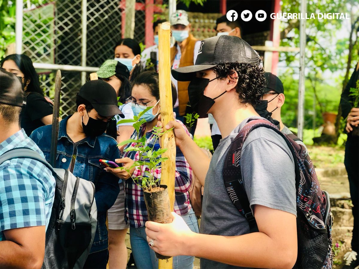 #AmorPorLaMadreTierra | 🍃Juventud Sandinista a través del Movimiento Ambientalista Guardabarranco, #Esteli llevaron a cabo el día de hoy Jornada de Reforestación, en zonas aledañas al Río Estelí.✌️🌳 #VictoriasDeLaPaz #Nicaragua #JSEsteliD3