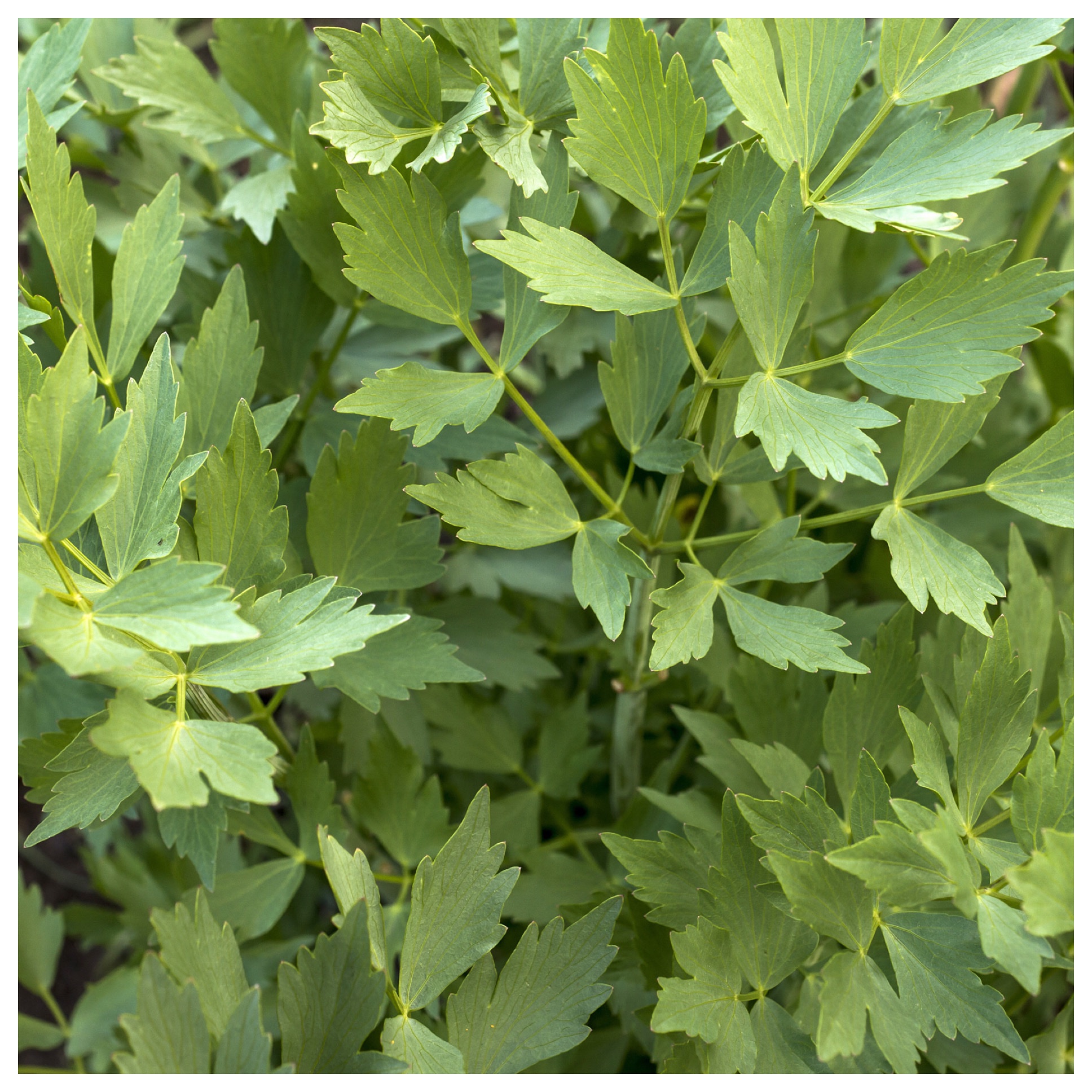 Любисток Levisticum officinale Lovage