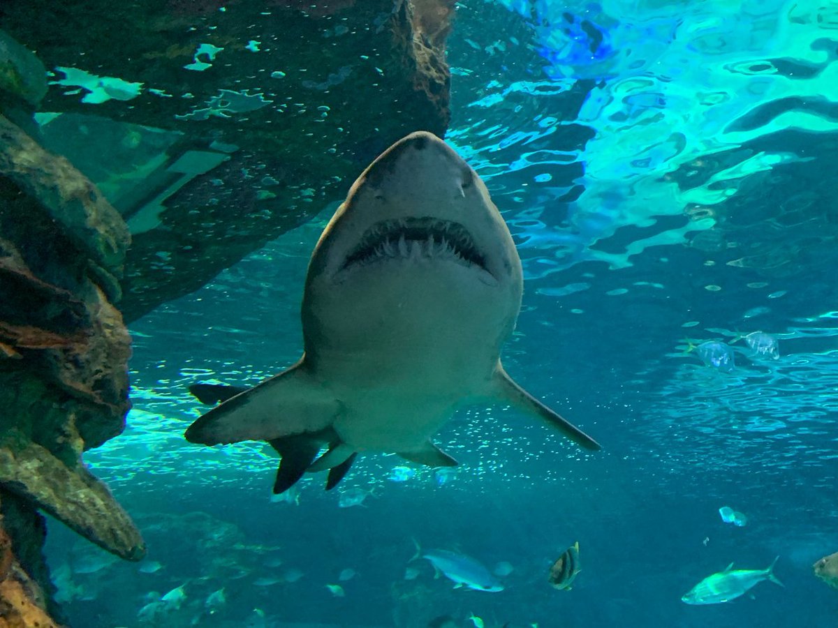 MissJFernandes's tweet image. More fun at @RipleysAquaCA @StFXSOS #SocialSkills #LifeSkills #FunctionalLiteracy @MsLowicki @MsNieuwendyk