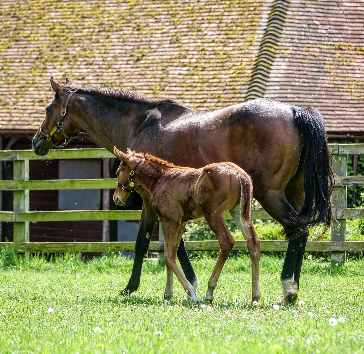 🐎 You may have read in our recent newsletter that our wonder mare DAR RE MI foaled this quality colt by Lope De Vega born 26th April and here he is... what a cracker!💥